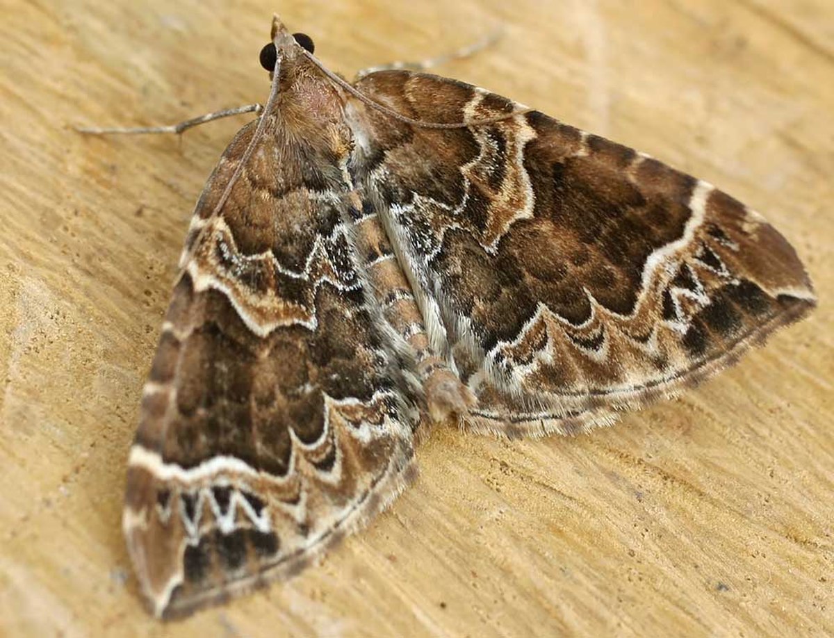 Larentiinae