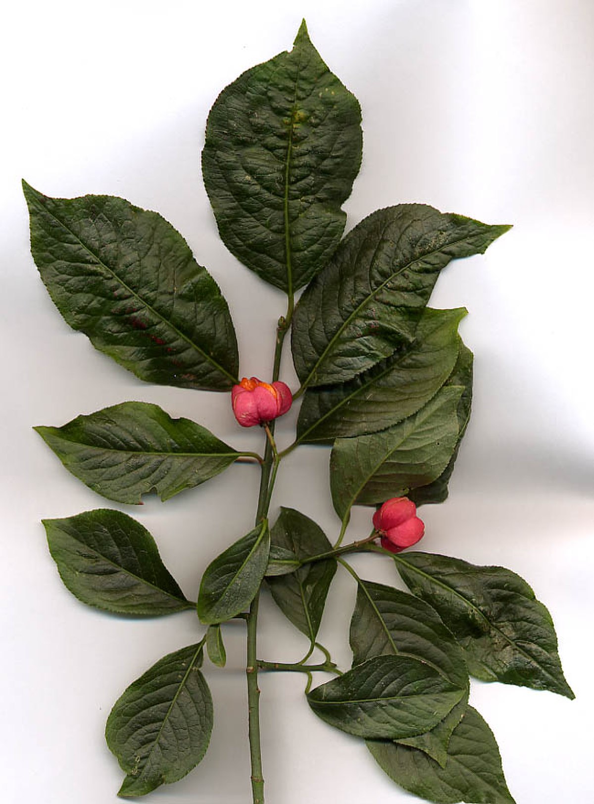 Euonymus