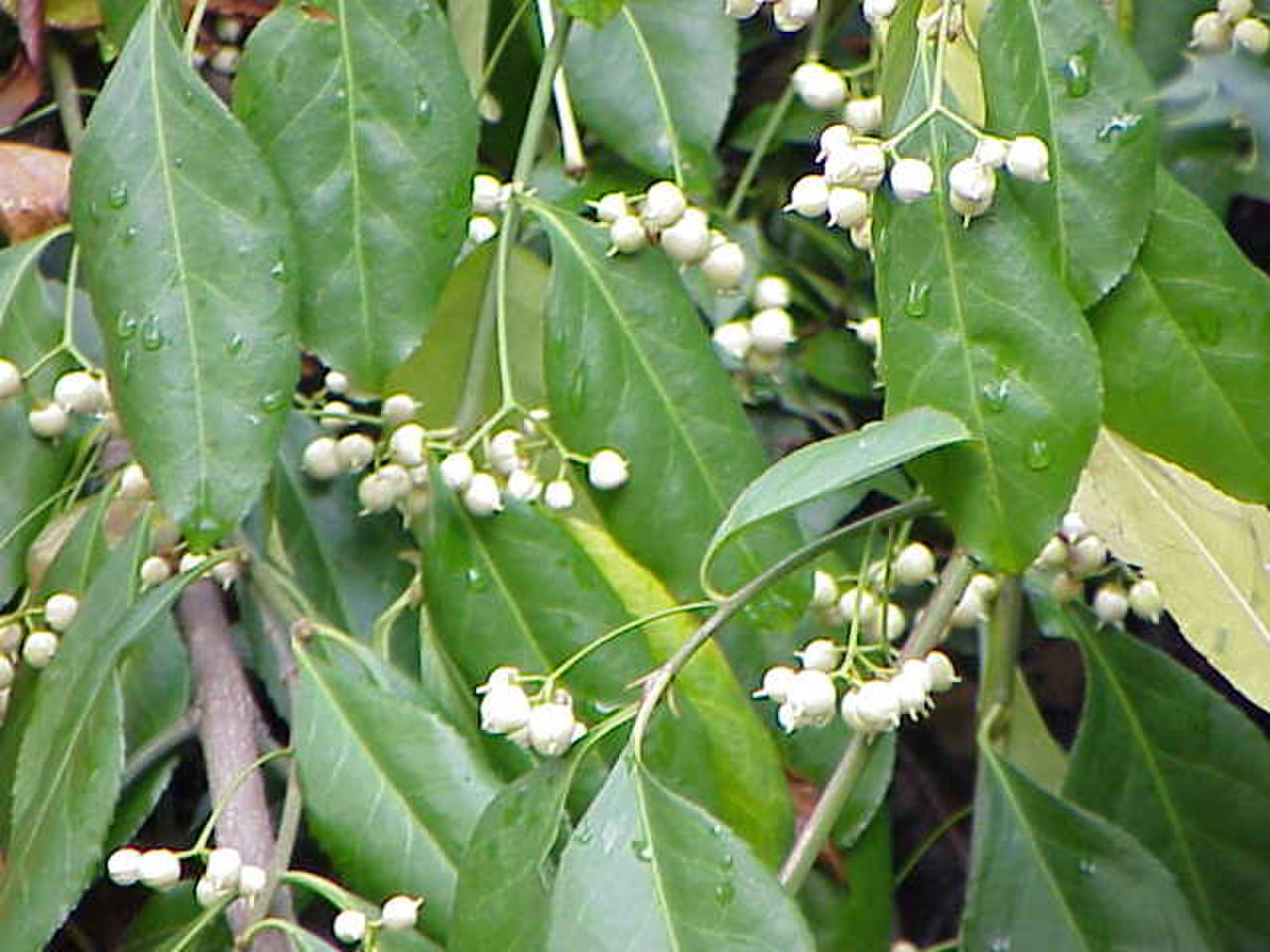 Celastraceae