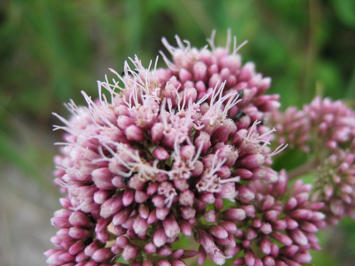 Eupatorium cannabinum bluete.jpeg