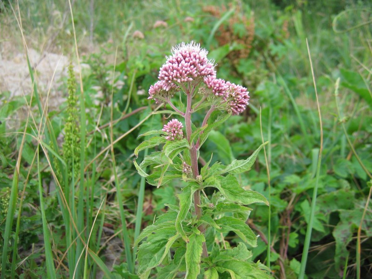 Eupatorium cannabinum.jpeg