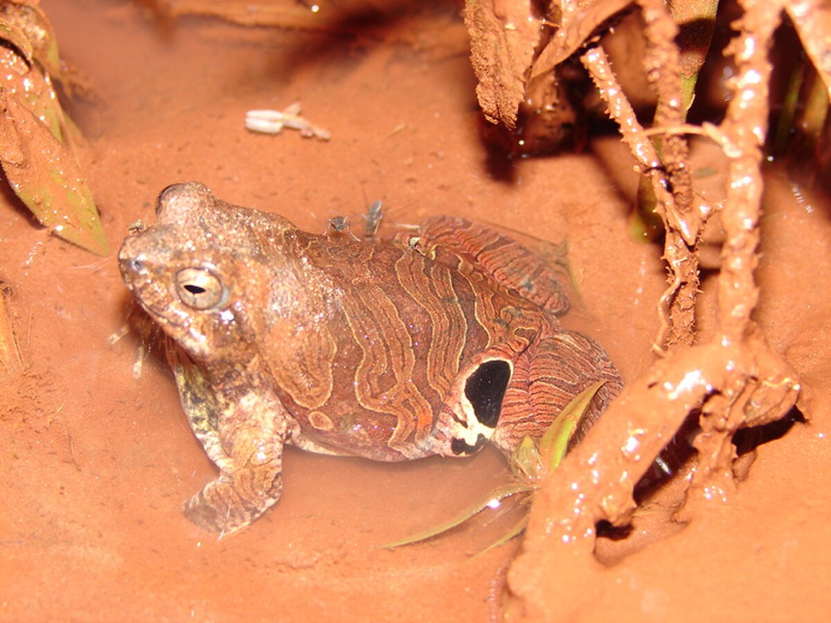 Eupemphix nattereri