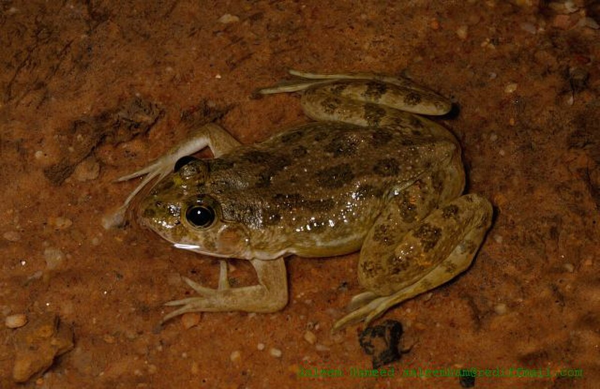 Euphlyctis cyanophlyctis