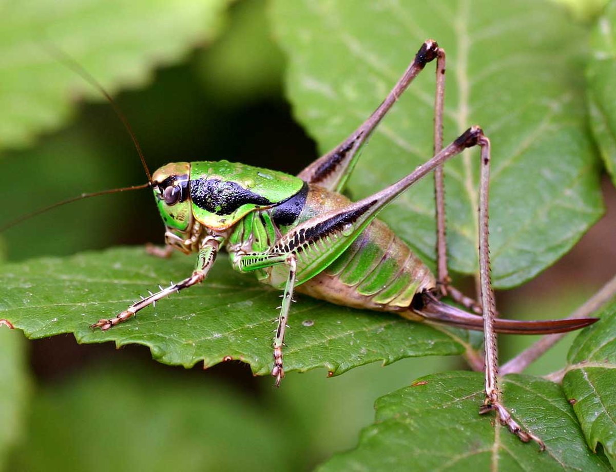 Eupholidoptera