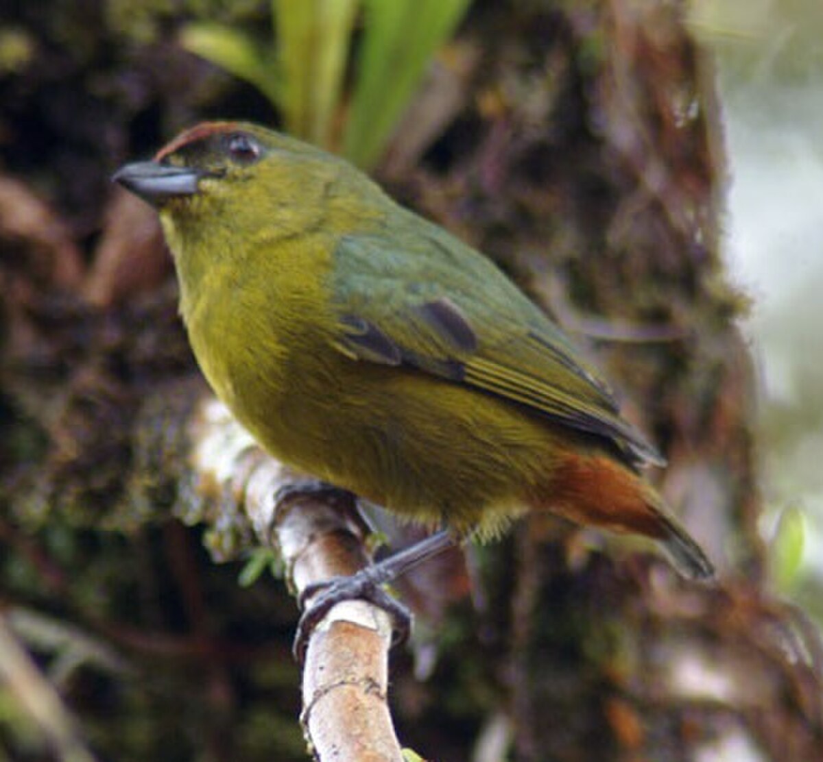 Euphonia