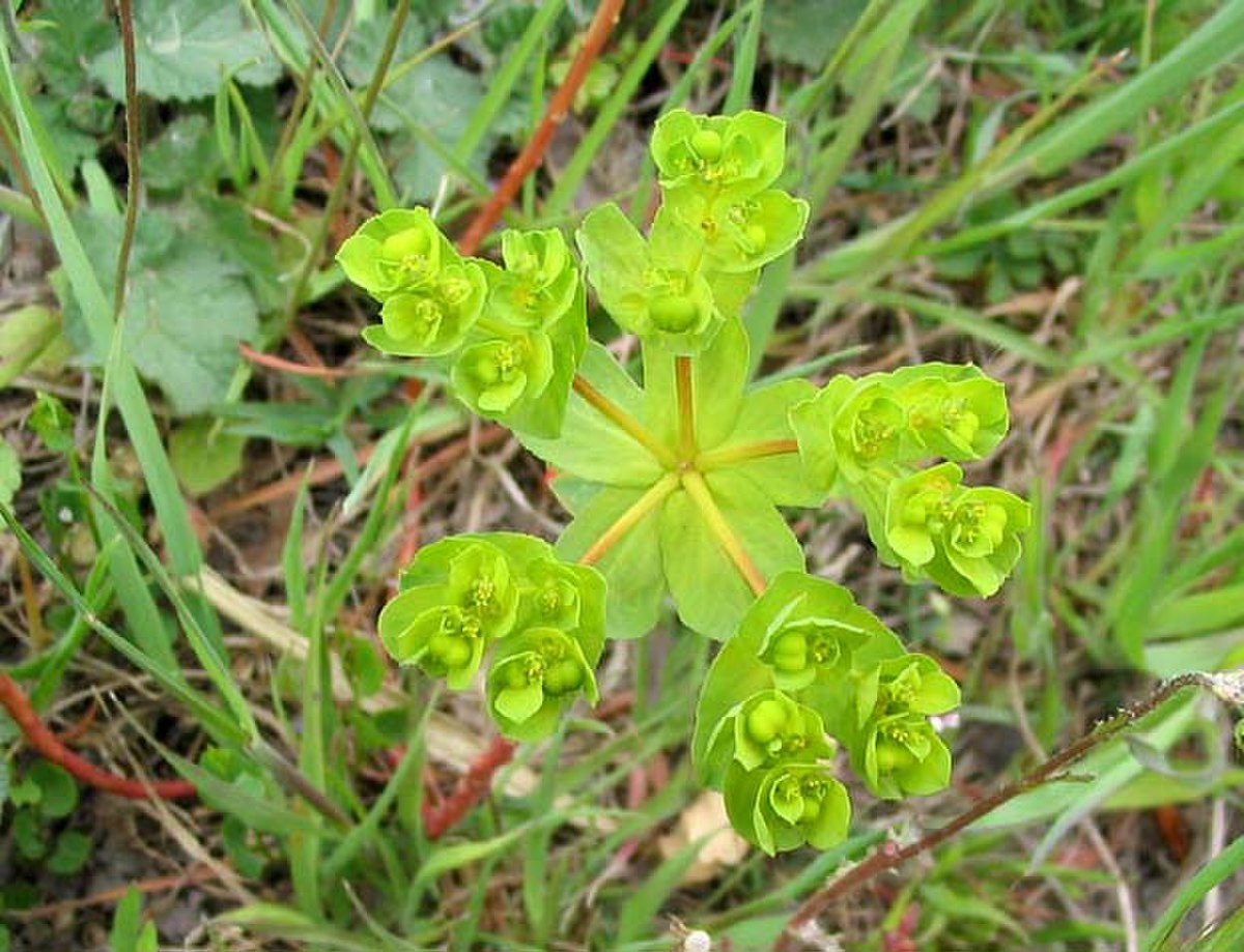 Euphorbe