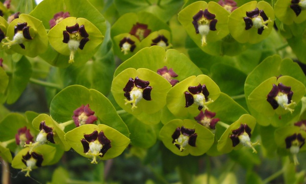 Cyathes d'Euphorbia characias