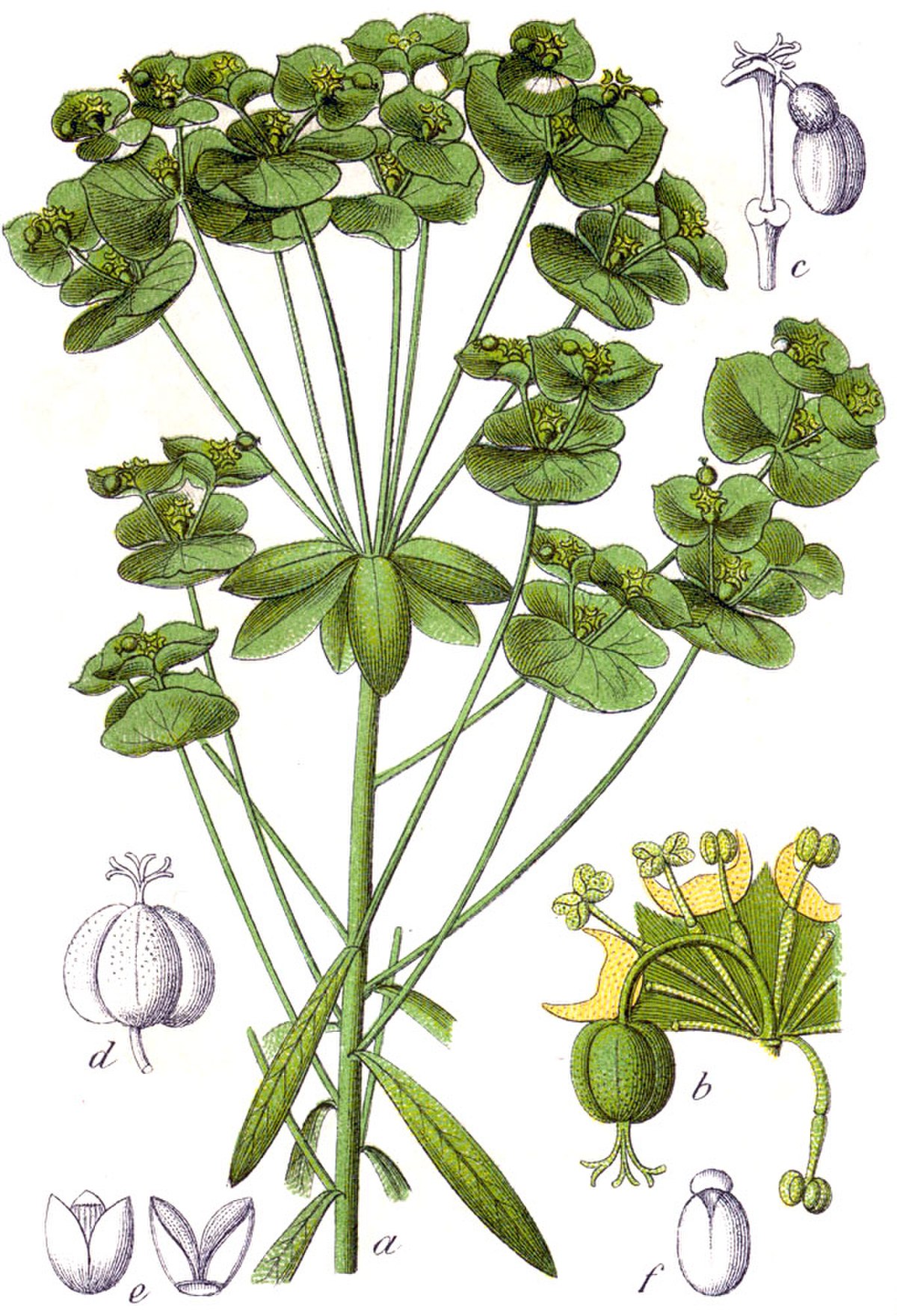 Euphorbe ésule