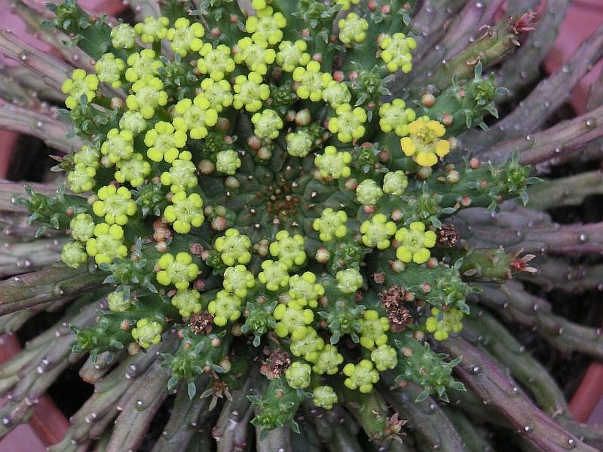Euphorbia flanaganii 1.jpg