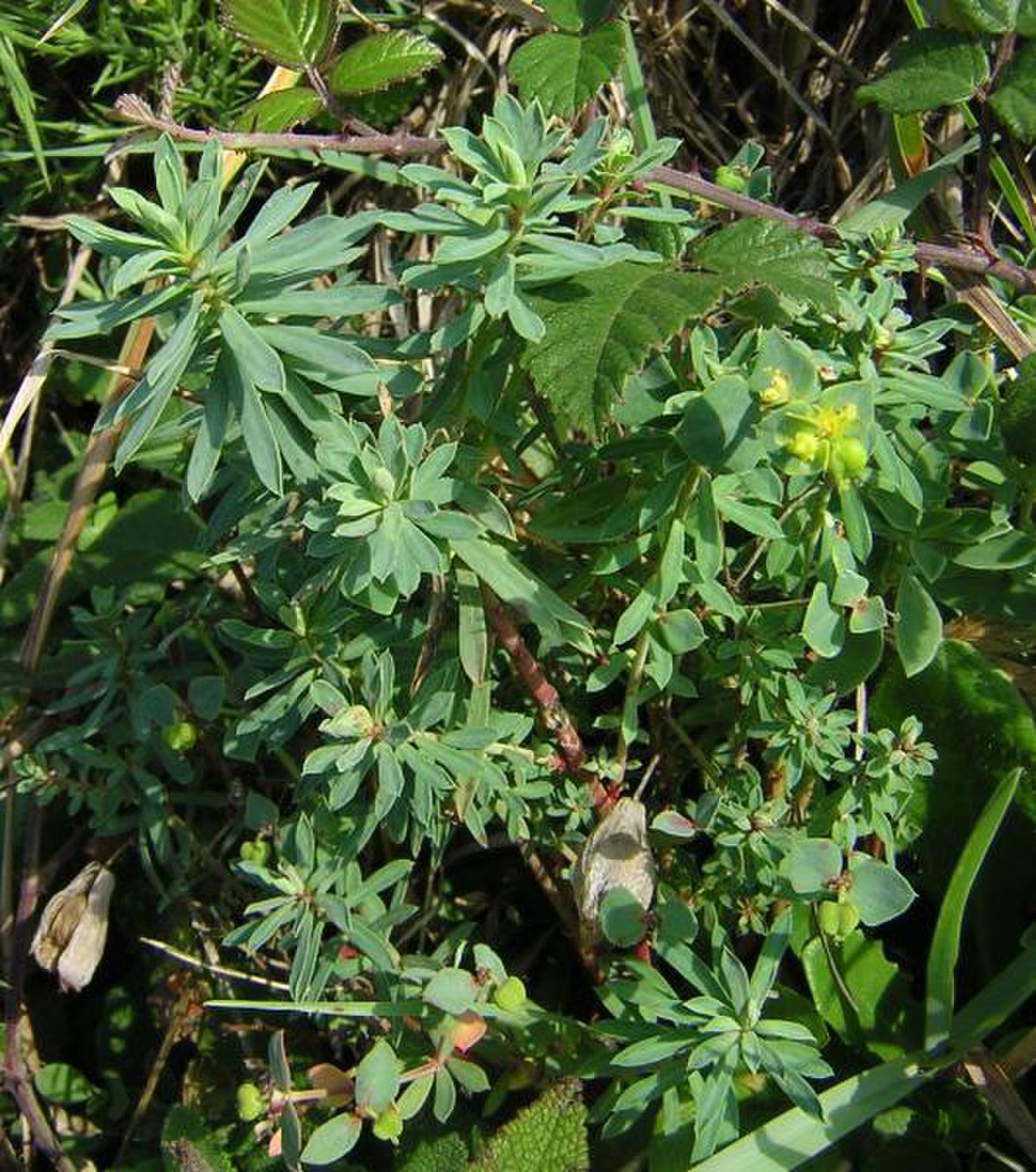 Euphorbia portlandica, l'euphorbe des estuaires