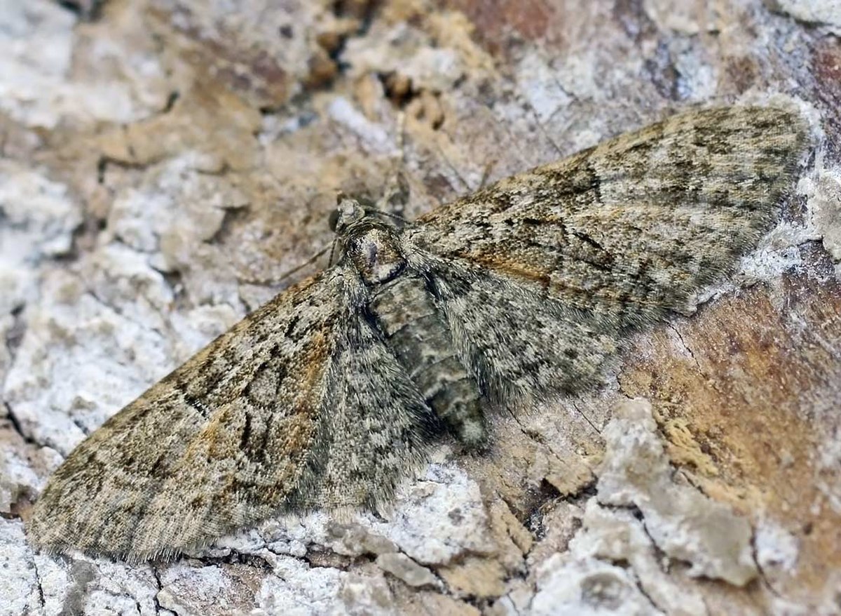 Eupithecia