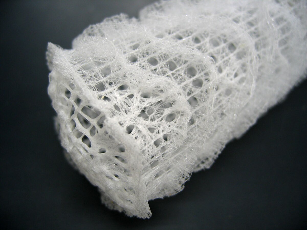 Euplectella