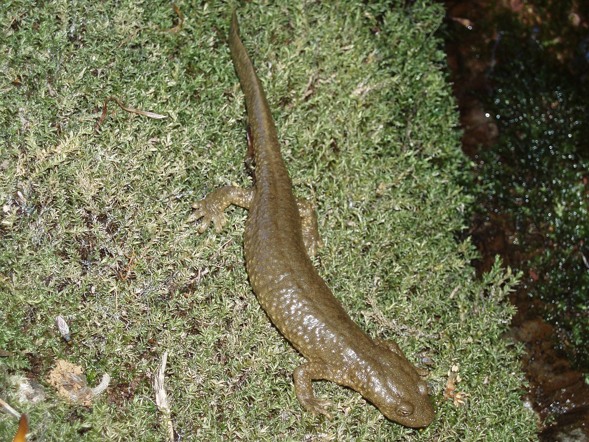 Euproctus asper