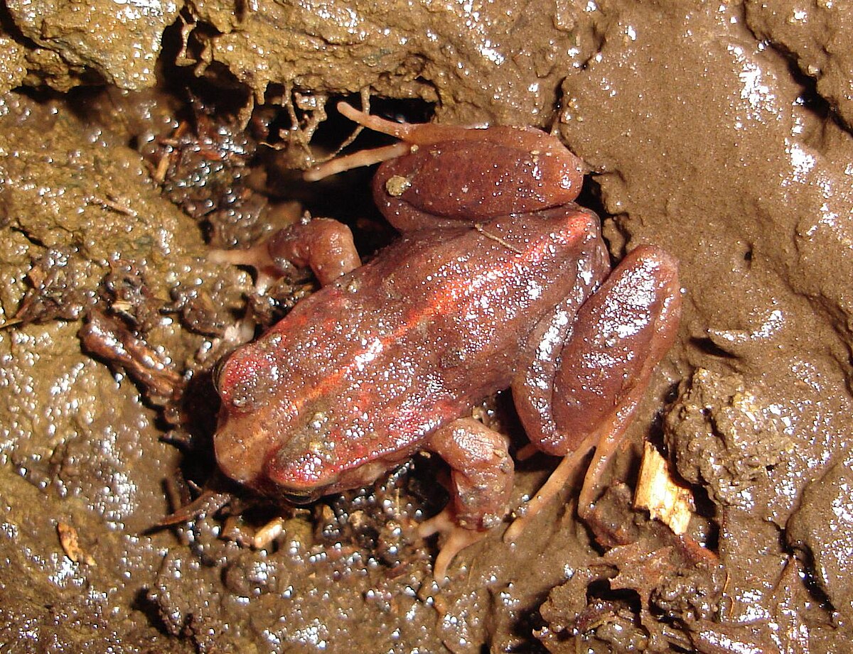 Eupsophus roseus
