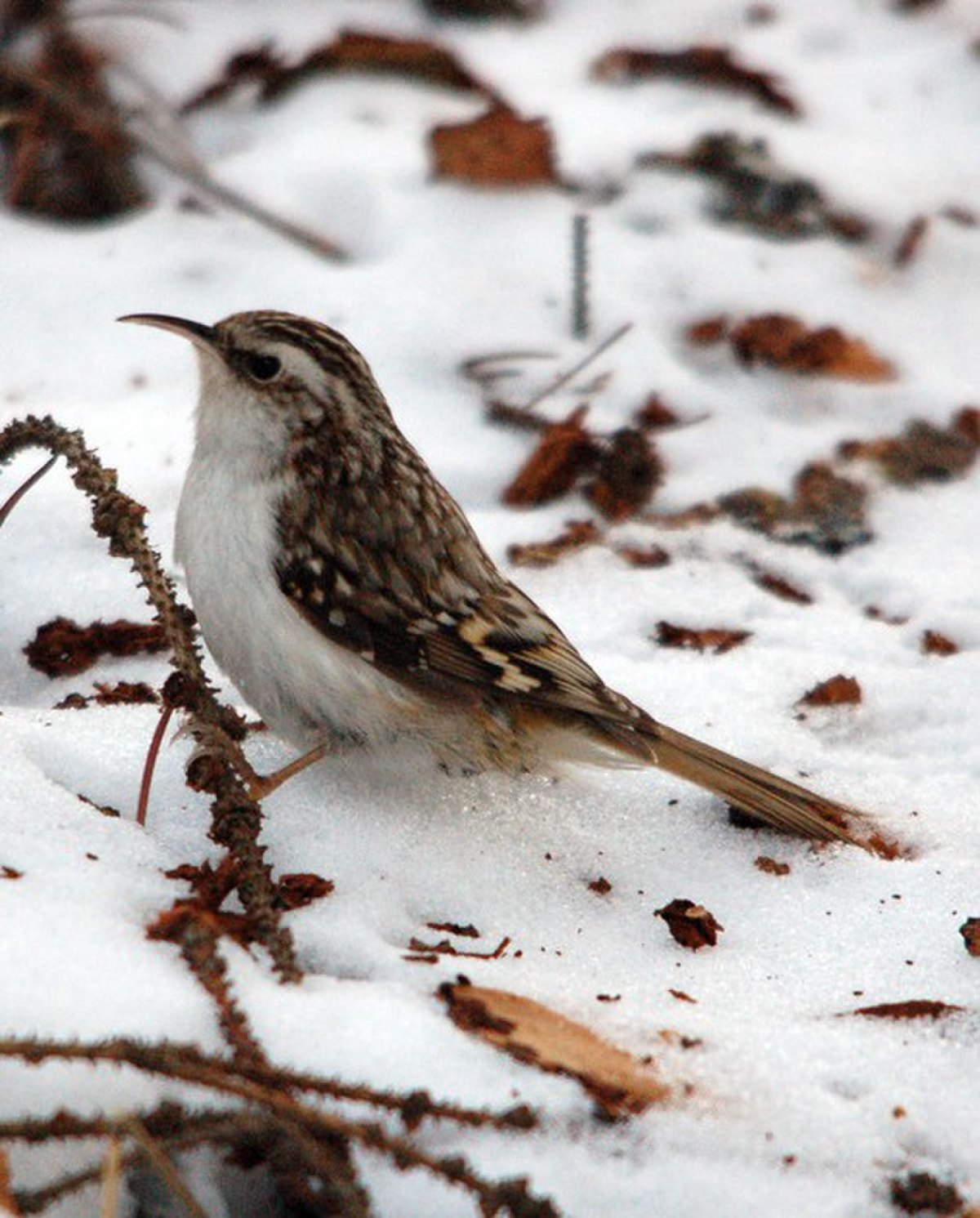 Certhia familiaris