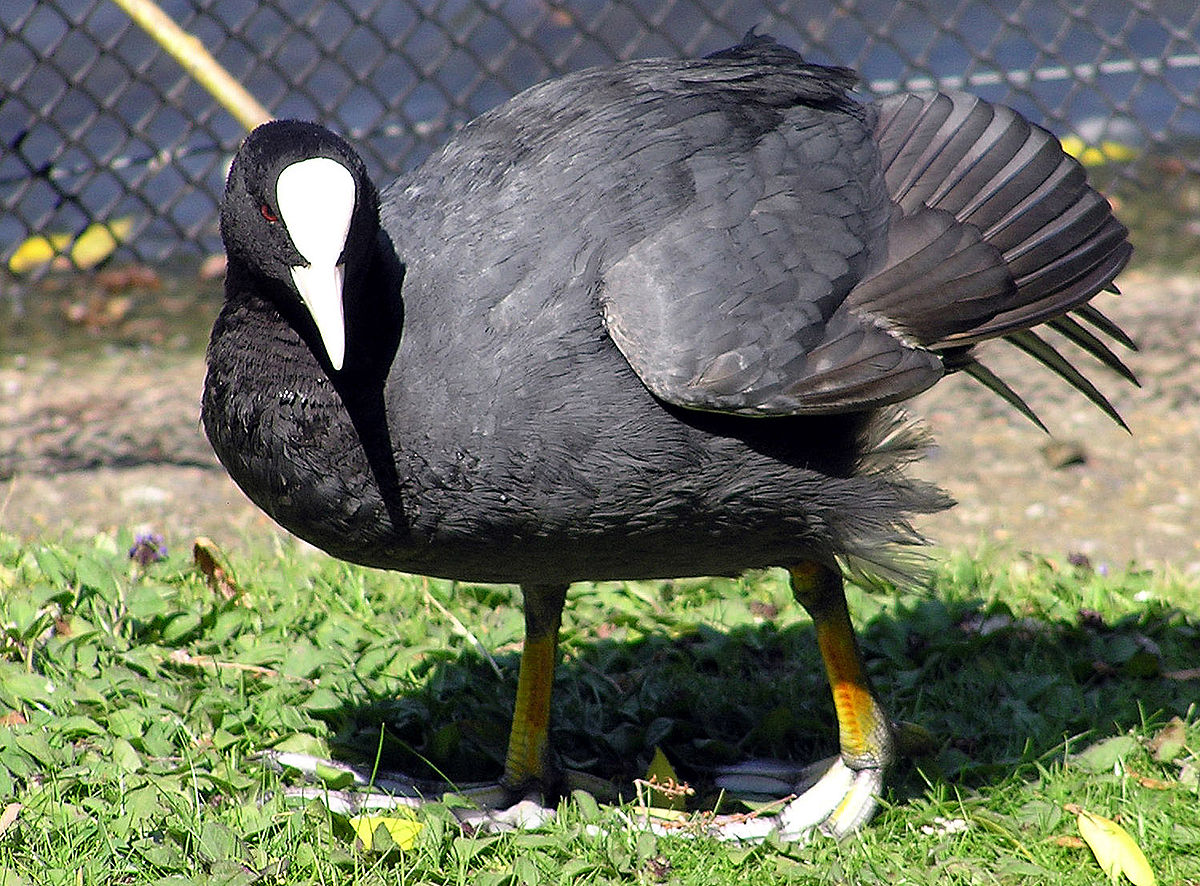 Foulque macroule