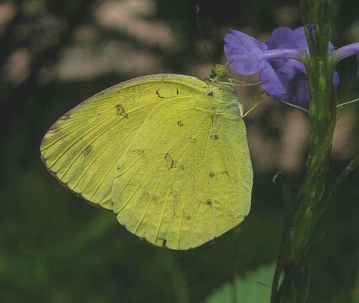 Eurema