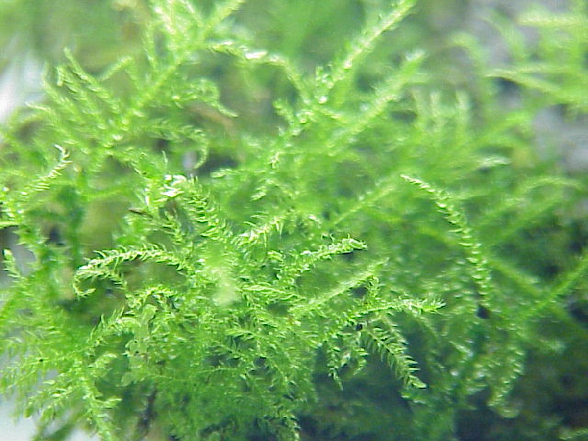 Bryophyte