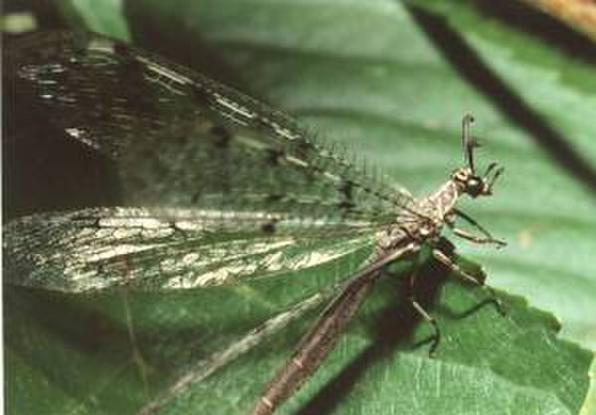 Myrmeleontidae