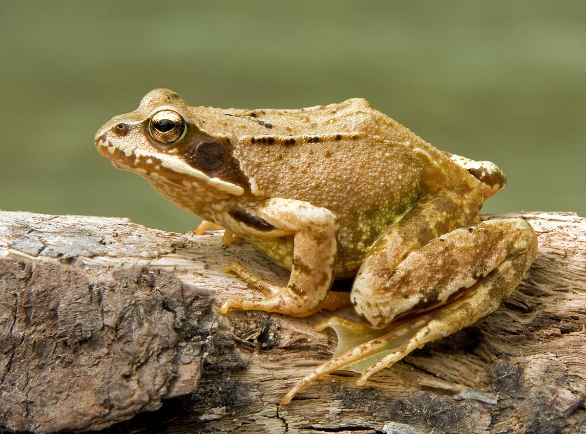 Rana temporaria, Linnaeus, 1758