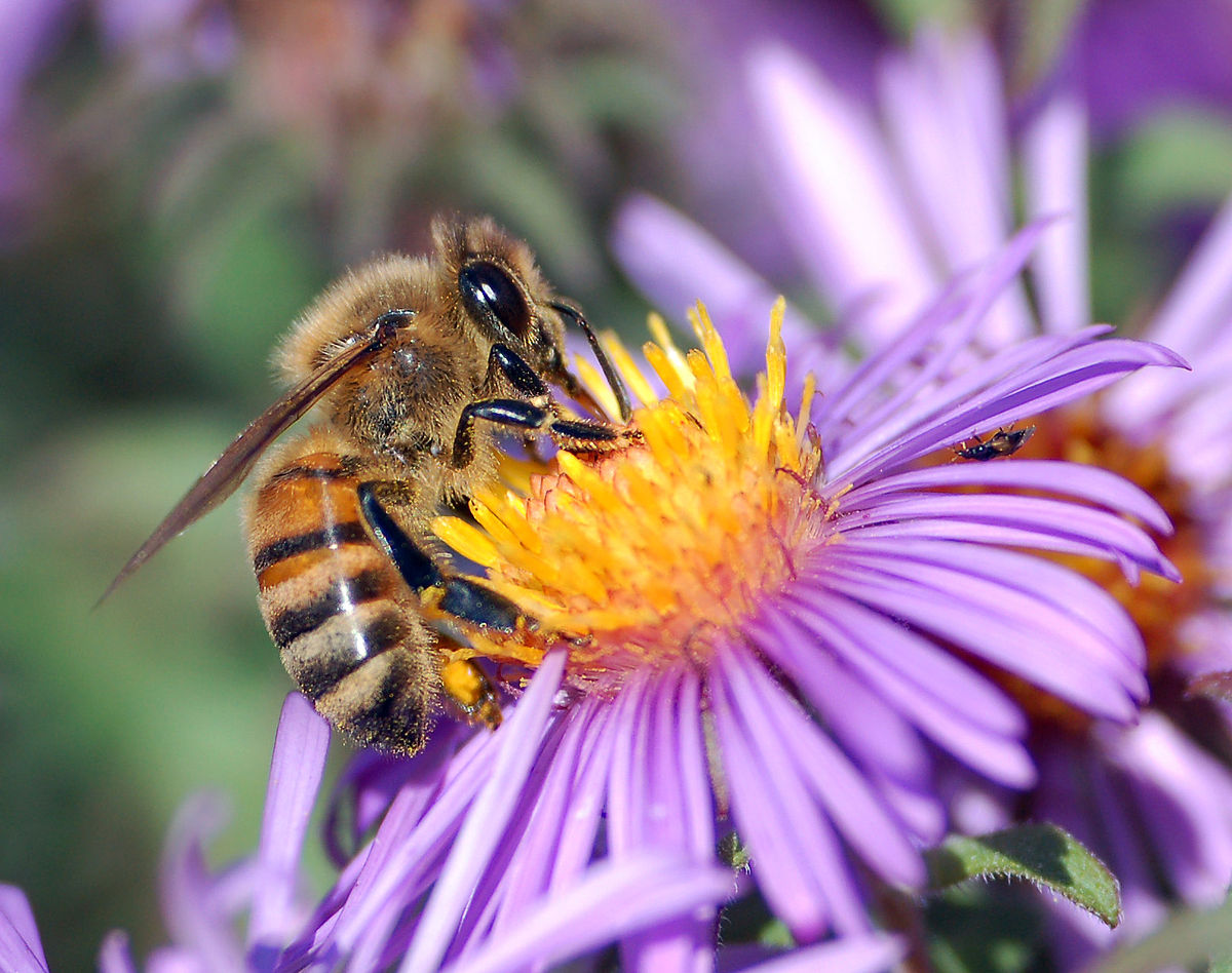 Apis mellifera