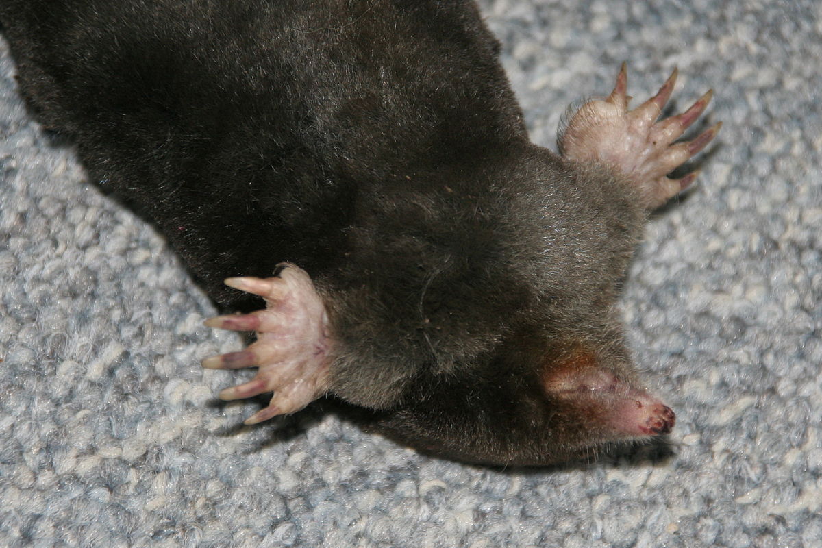 Talpidae