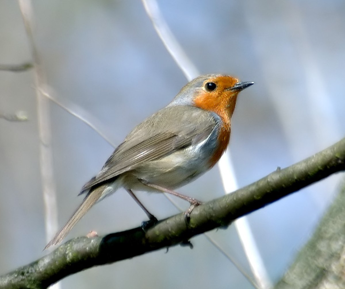 Rouge-gorge