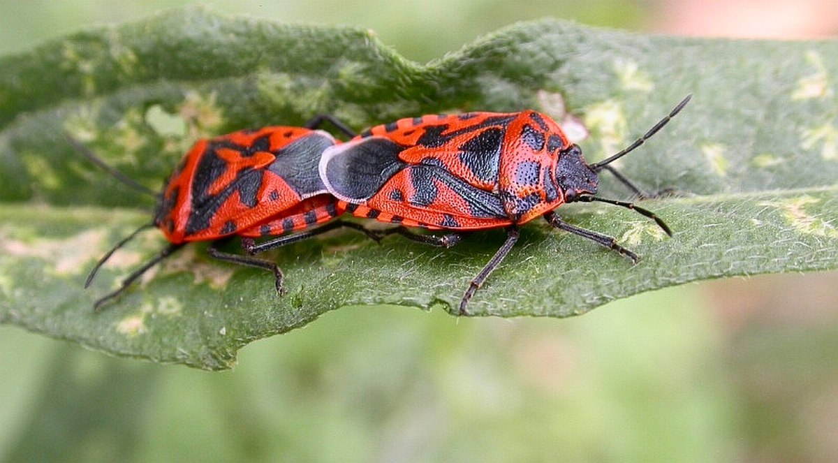Pentatomomorpha