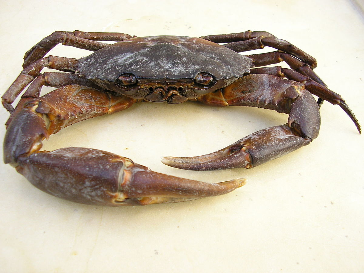 Panopeidae