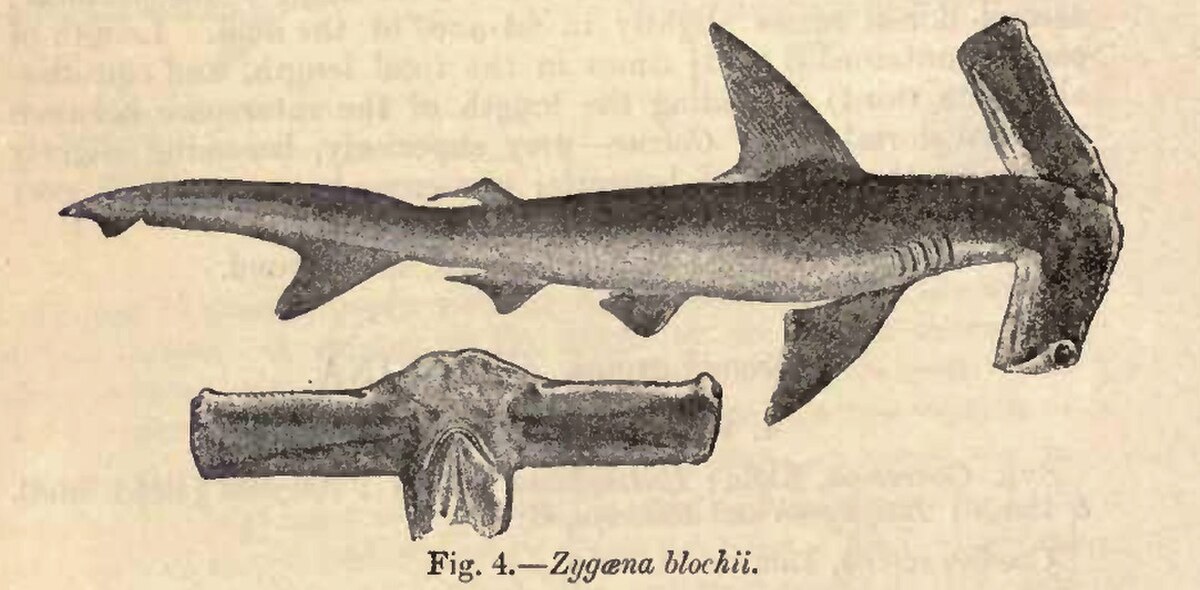 Requin-marteau planeur