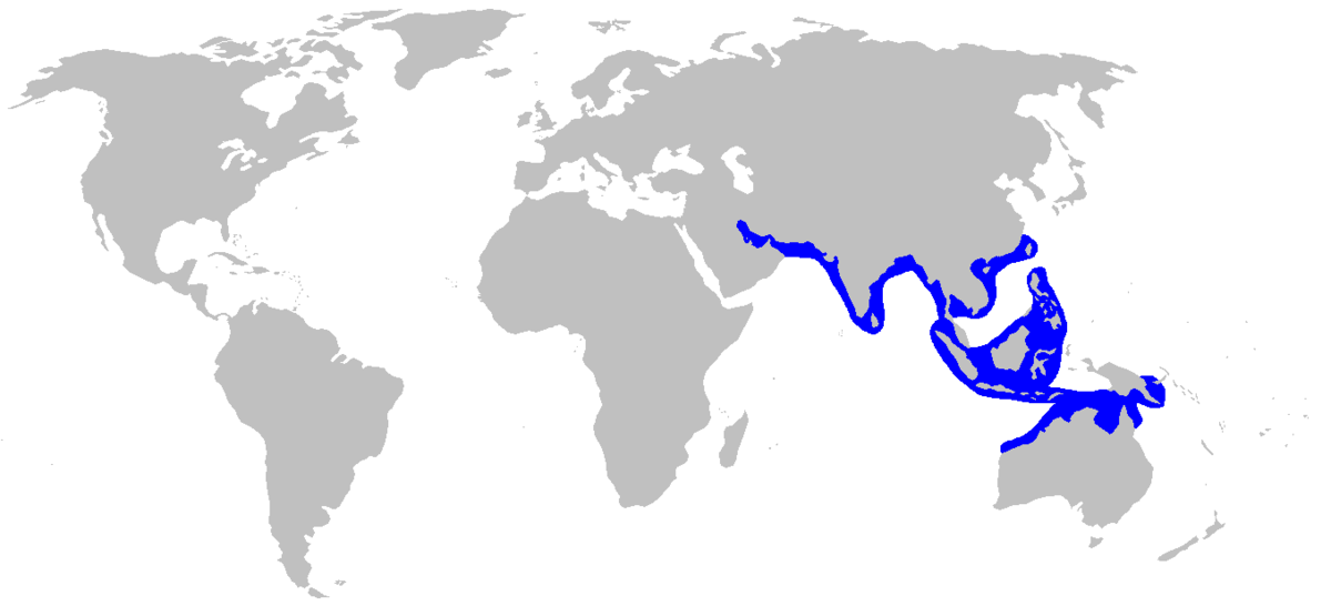 Eusphyra blochii distmap.png
