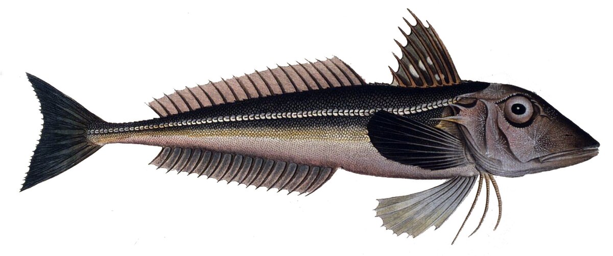 Eutrigla gurnardus