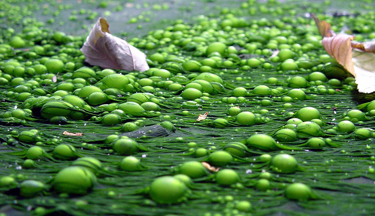 Par forte chaleur un voile d'algues et de bactéries peut couvrir l'eau stagnante et piéger les bulles de gaz. Ce type de bloom ne dure généralement pas plus de deux semaines.
