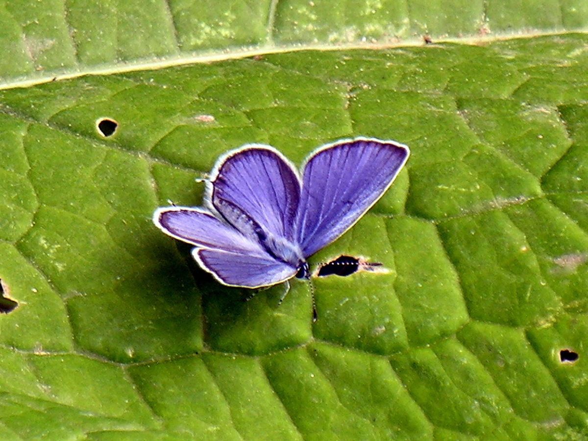 Azuré du trèfle