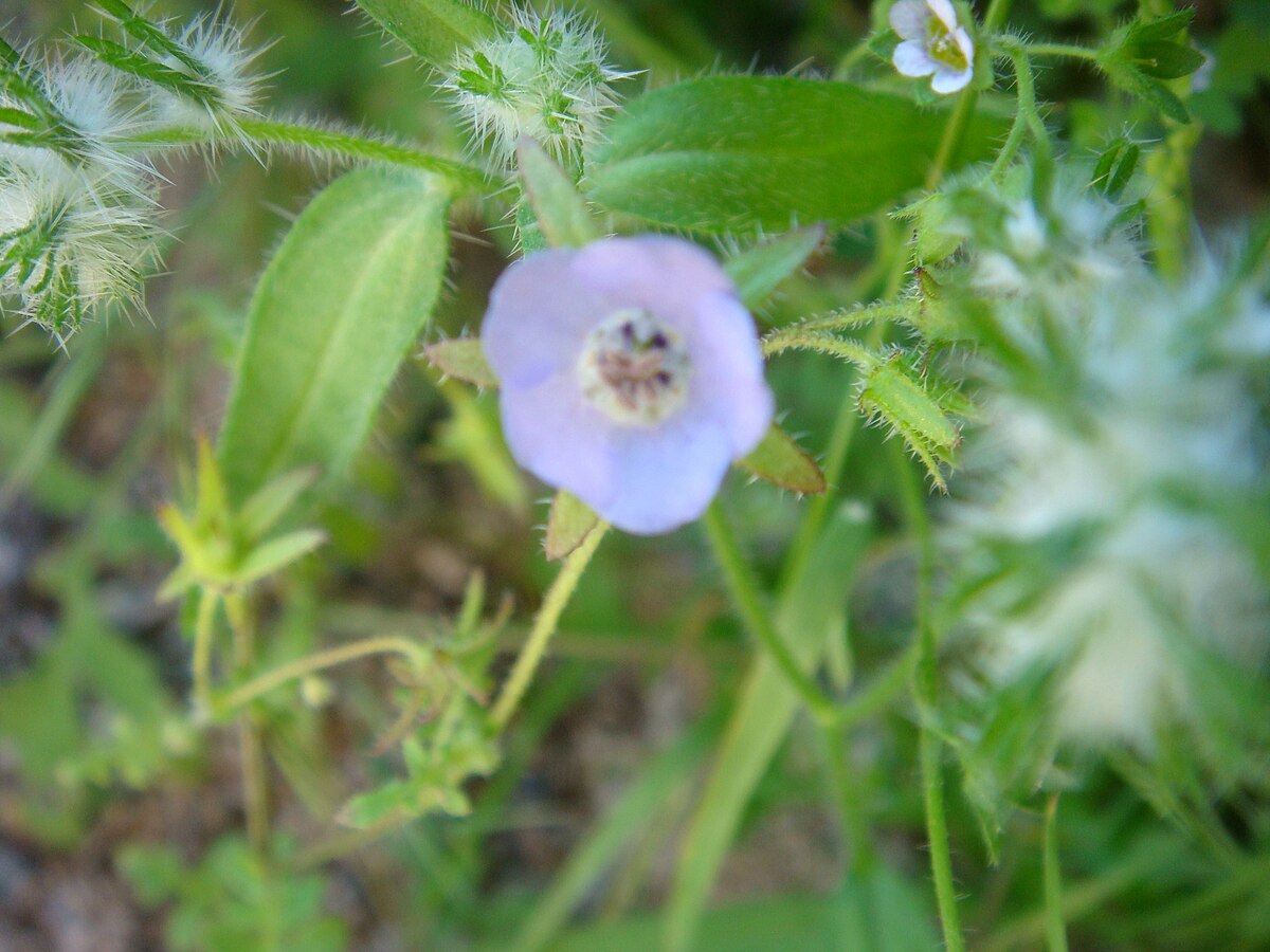 Evolvulus arizonicus