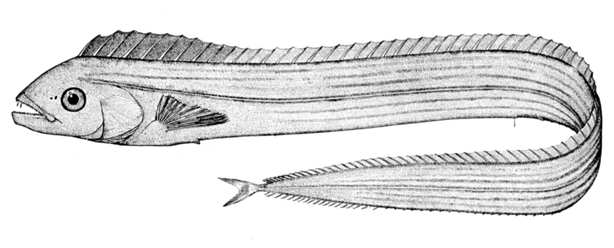Trichiuridae
