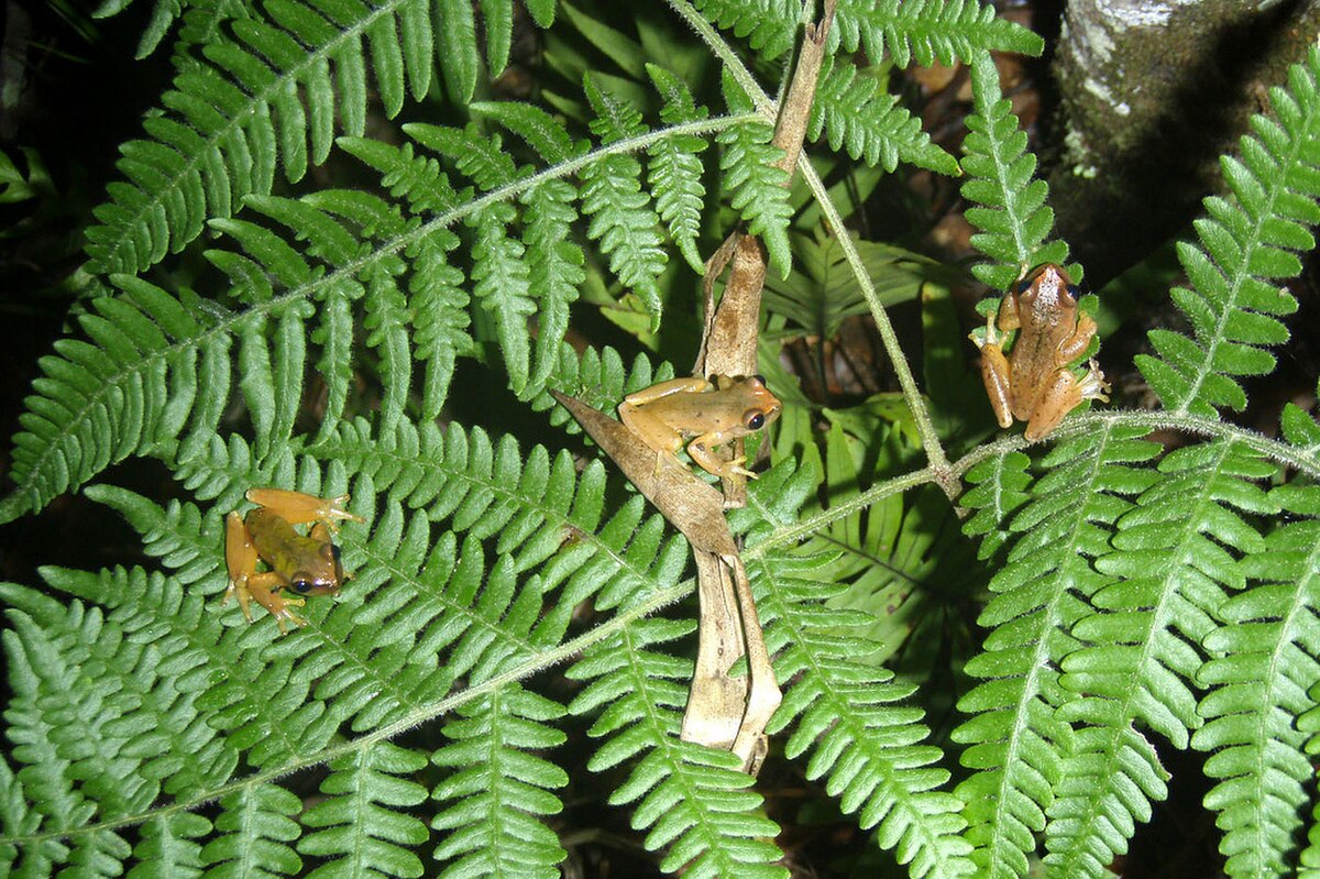 Exerodonta catracha