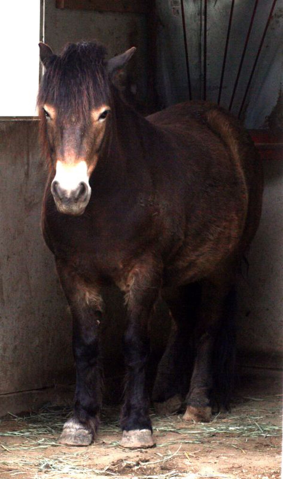 Exmoor (cheval)