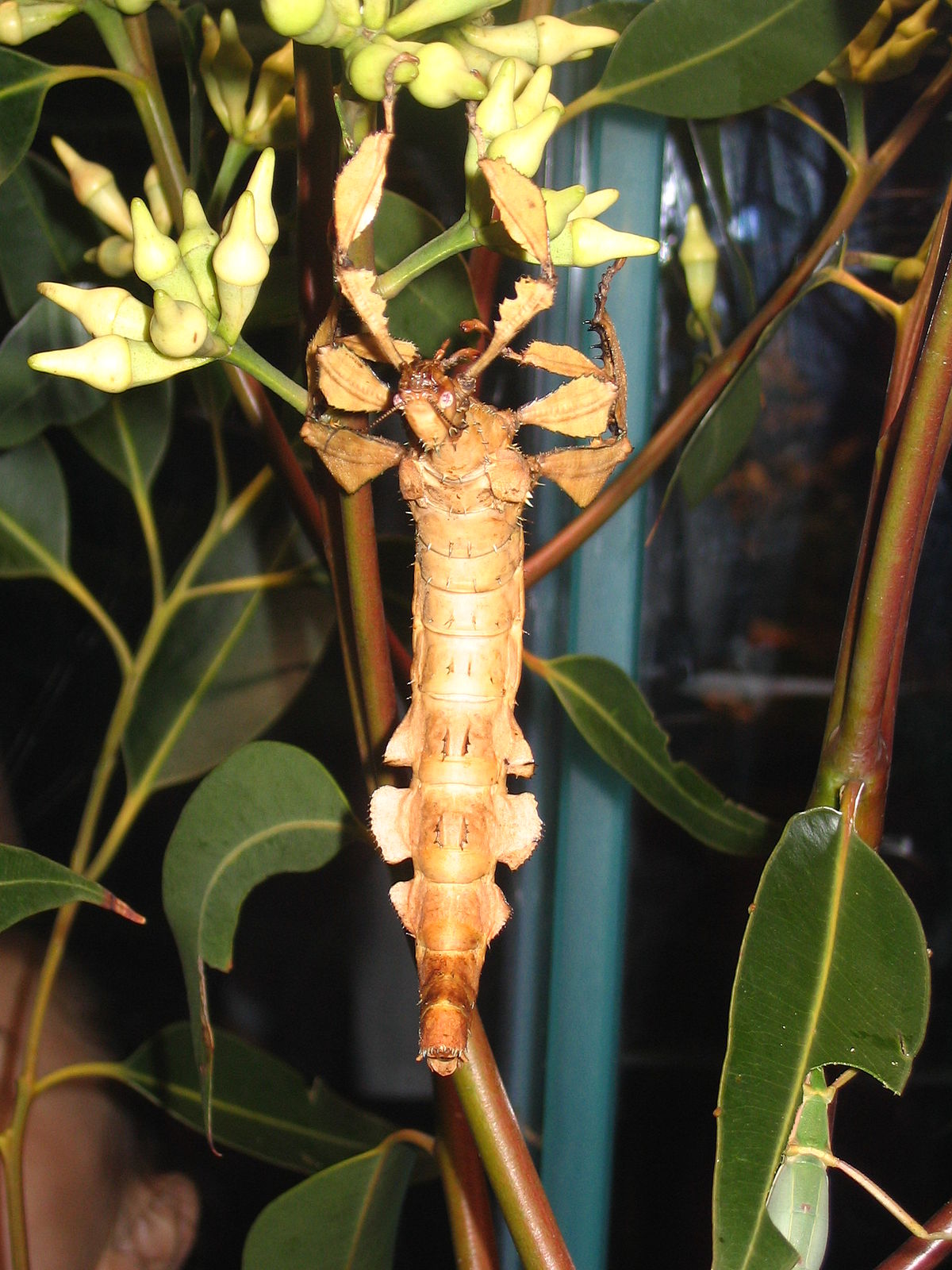 Extatosoma tiaratum
