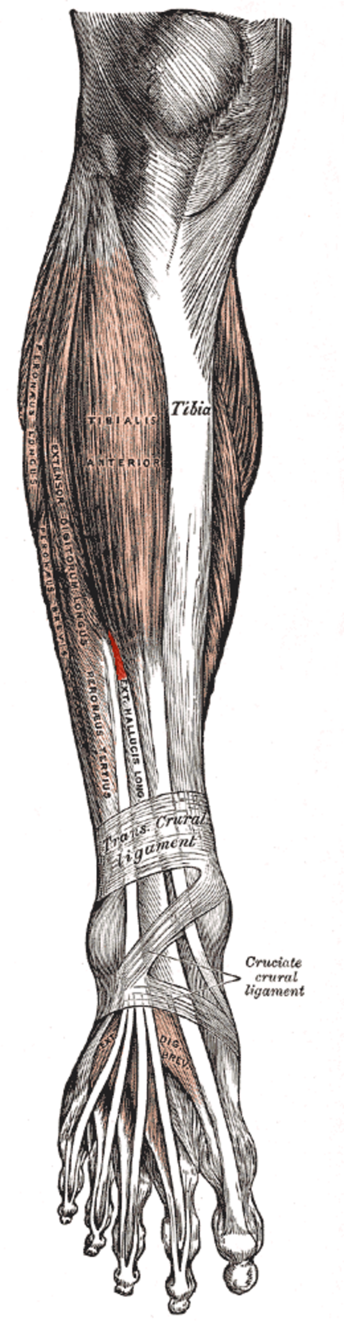 Muscle long extenseur de l'hallux