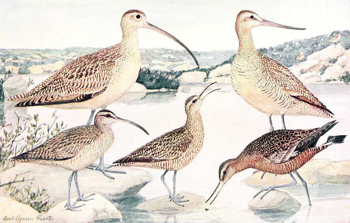 Courlis esquimau