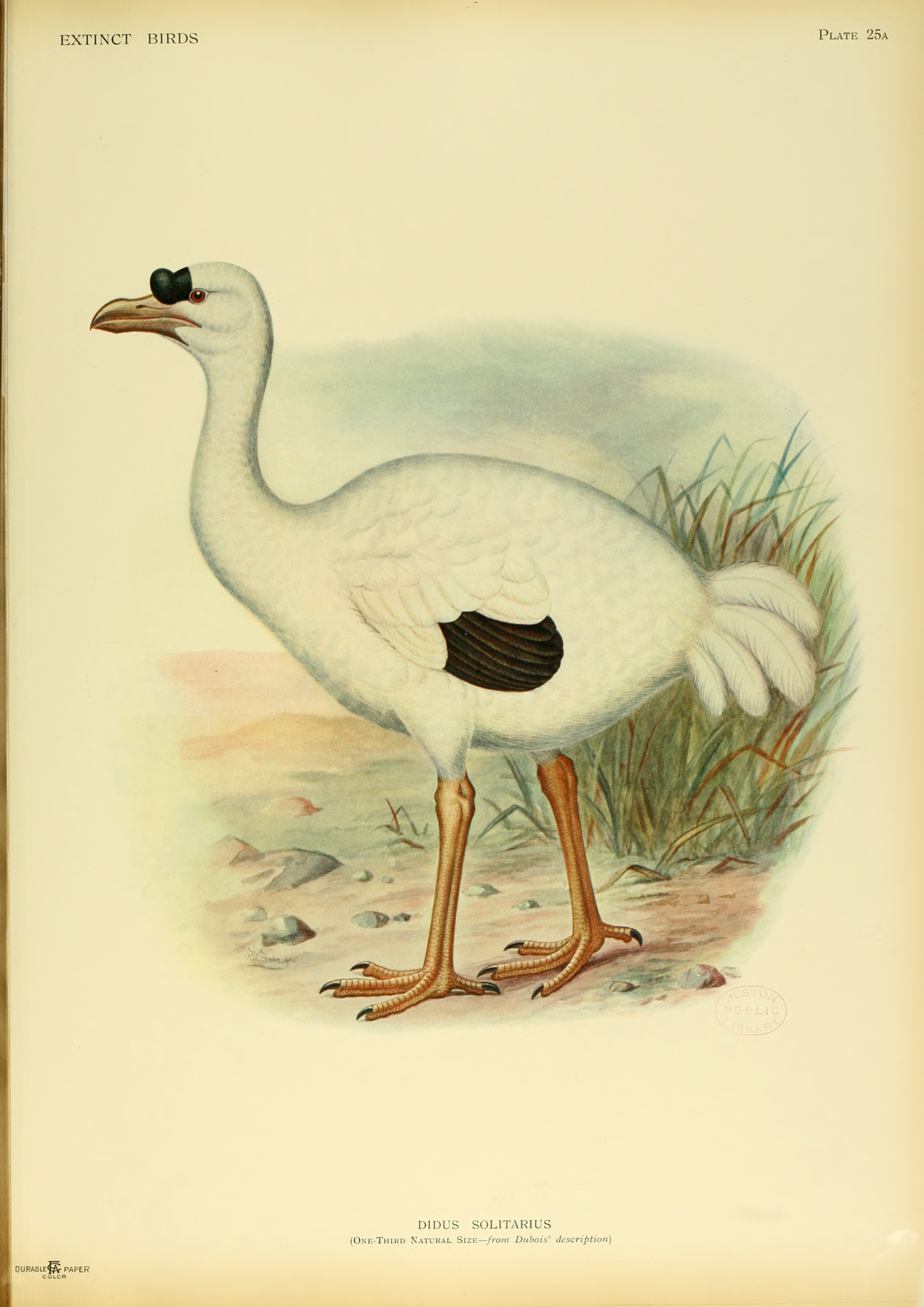Ibis de la Réunion
