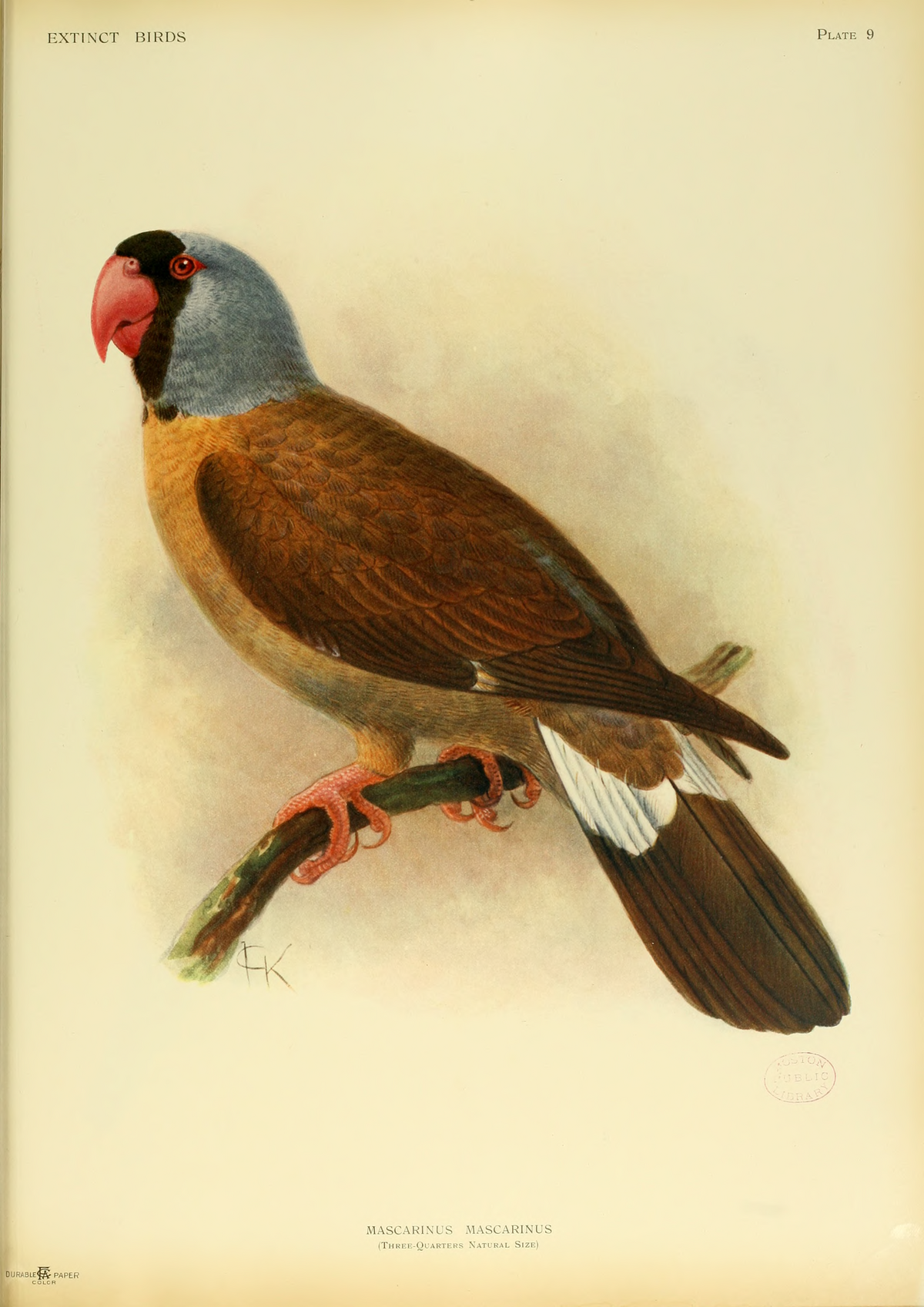 Mascarin de la Réunion