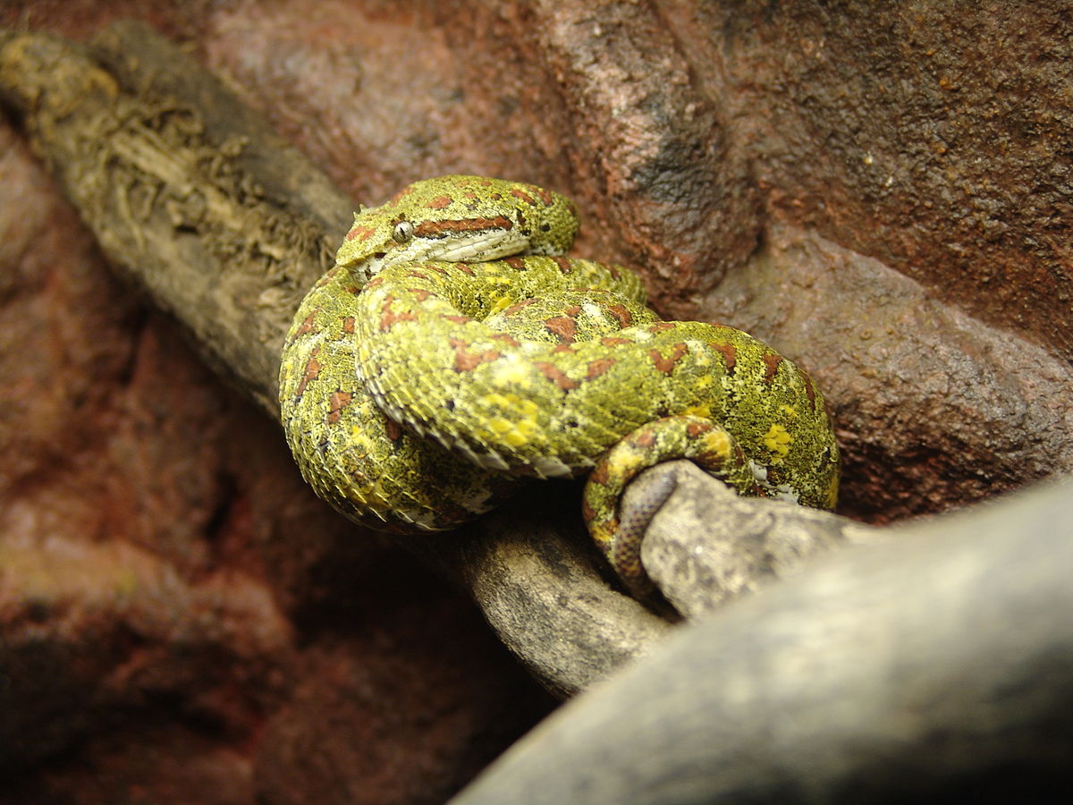 Bothrops
