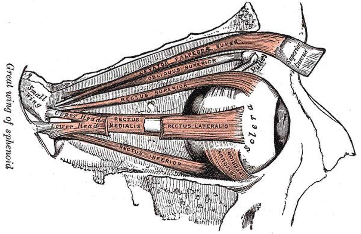Muscles oculomoteurs