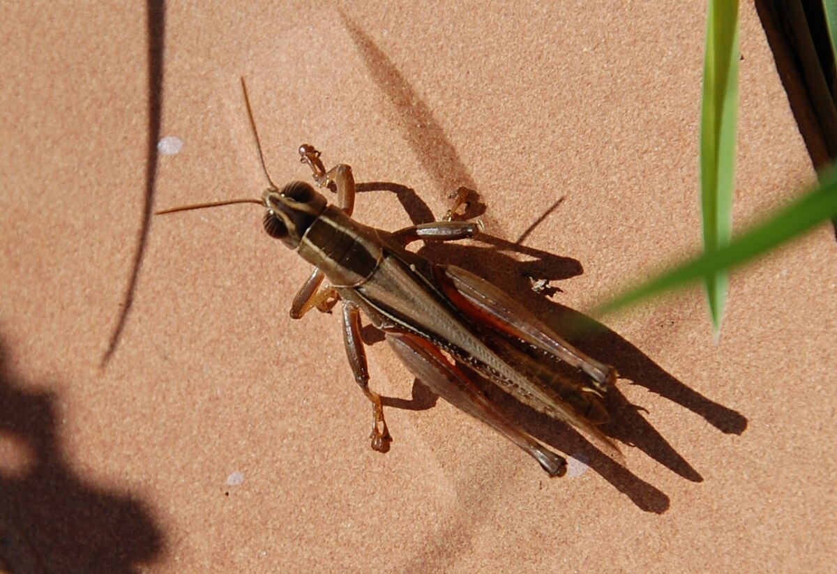 Eyprepocnemidinae
