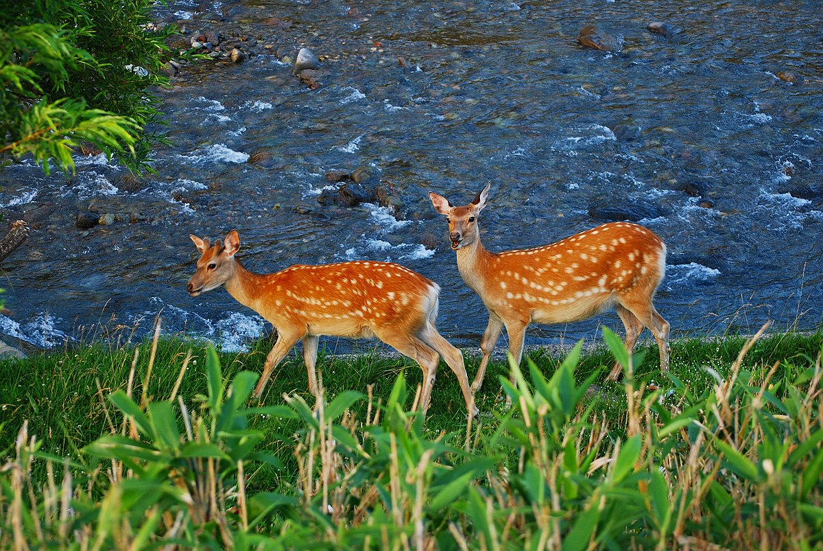 Cerf Sika