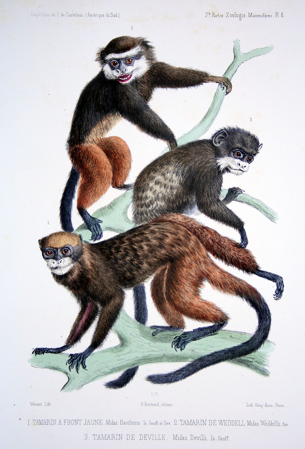 Tamarin à selle