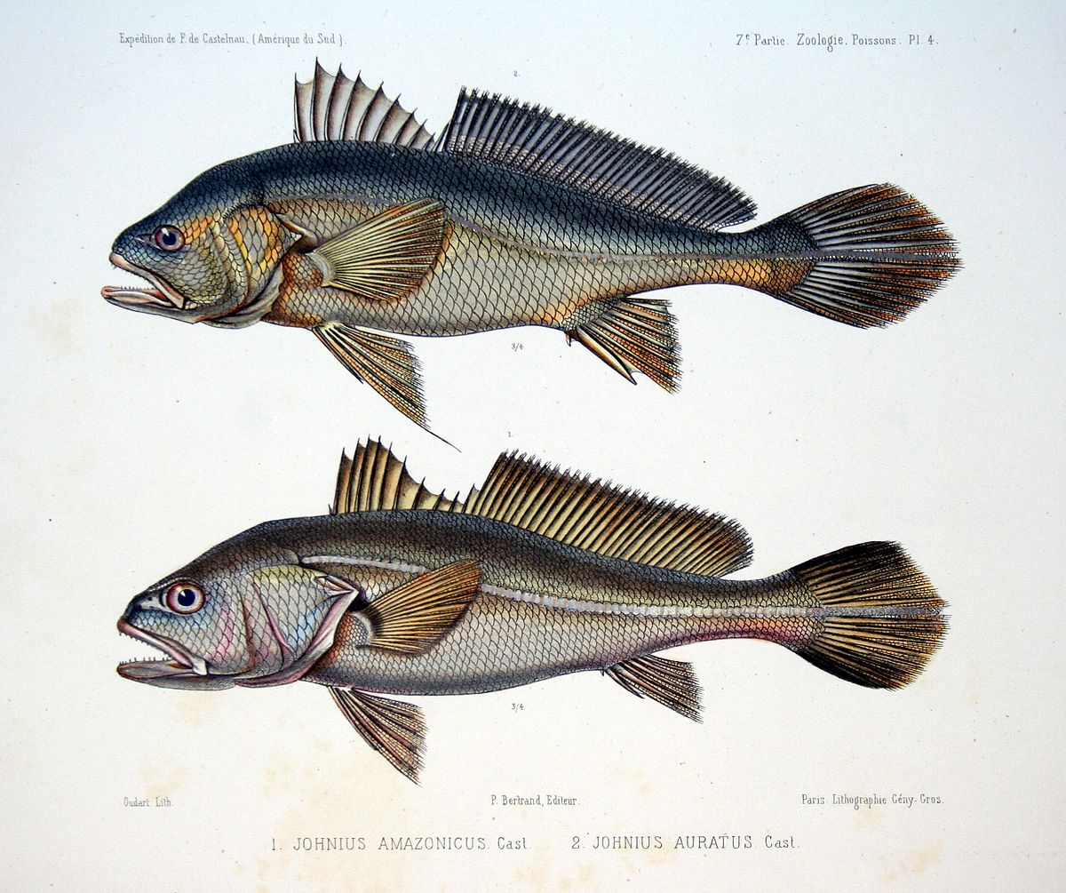 Plagioscion