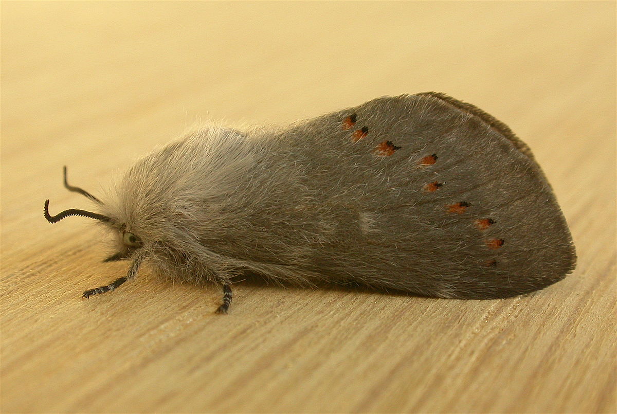 Pinara